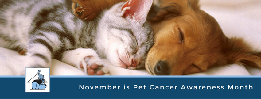 Top 10 Warning Signs of Pet Cancer