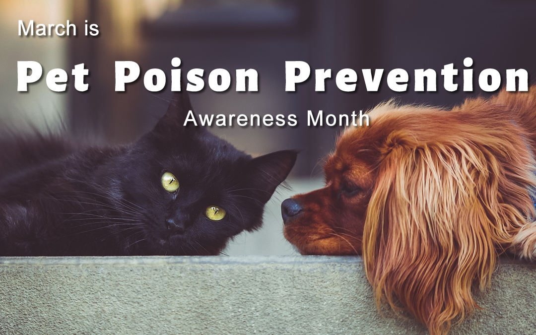 Know the Signs of Poisoning in Dogs & Cats