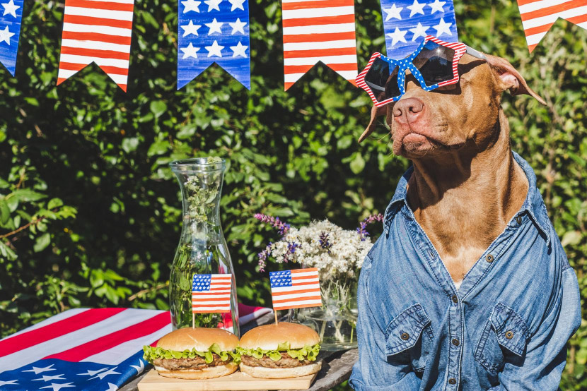 From Fireworks to Monsoons: Helping Your Pet Stay Calm During Arizona’s Noisiest Season
