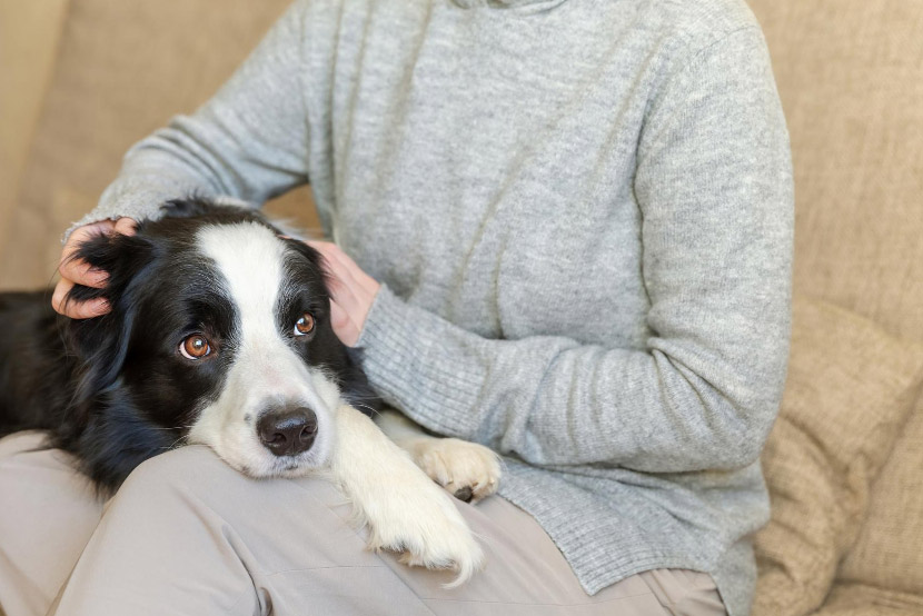 When Your Pet Is Always on Alert: Helping Dogs and Cats Feel Safe at Home
