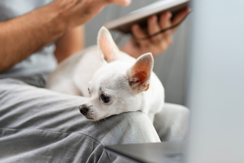 When Pet Anxiety Becomes a Health Concern: Understanding the Signs and Treatment Options
