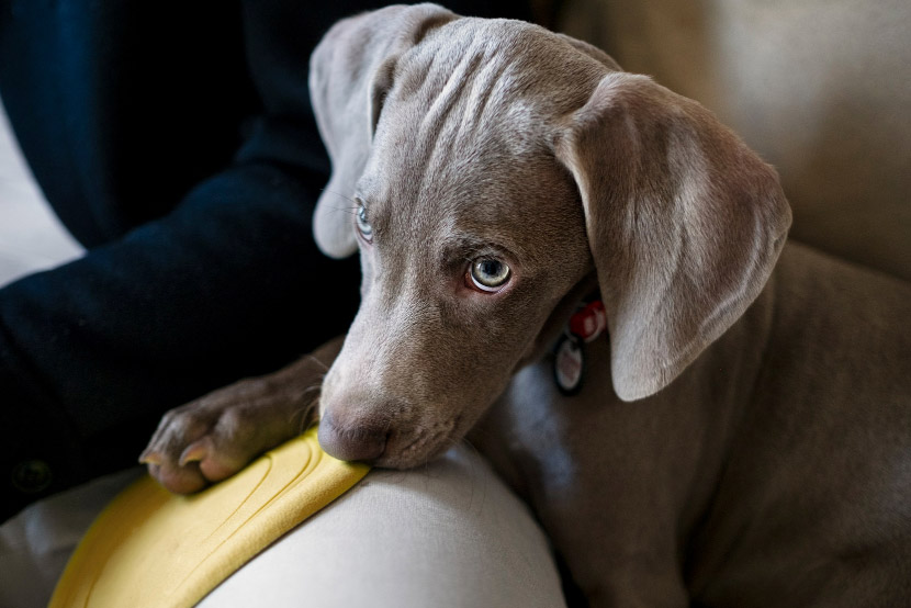 Understanding Anxiety in Pets: Recognizing the Signs Before They Become a Bigger Problem
