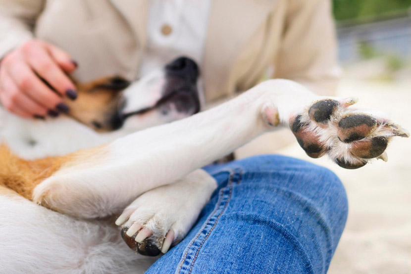 Keeping Your Pet Moving: Essential Arthritis Prevention Tips