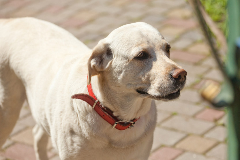Spotting Arthritis in Senior Pets Before It Becomes Painful