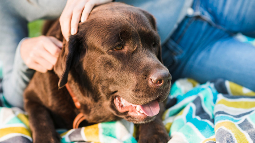 What to Do If Your Pet Swallows Something They Shouldn’t: A Guide from Johnson Ranch Animal Clinic