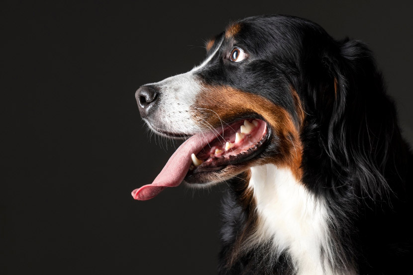 Not All Dental Disease Starts with Bad Breath
