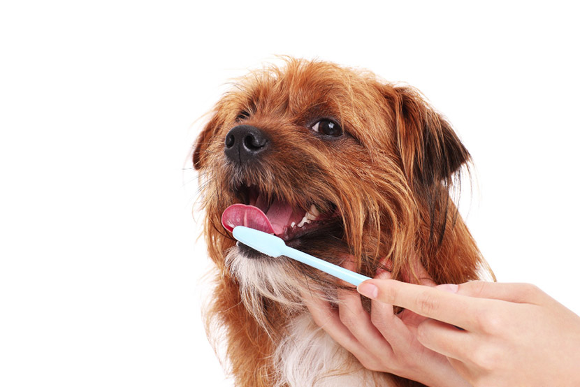 How Often Should Dogs and Cats Get Their Teeth Cleaned?