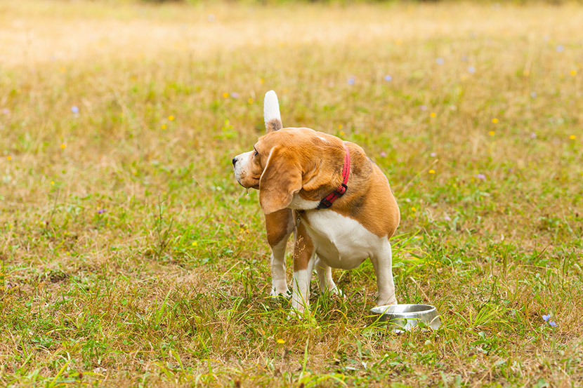 Why Is My Dog Having Diarrhea?