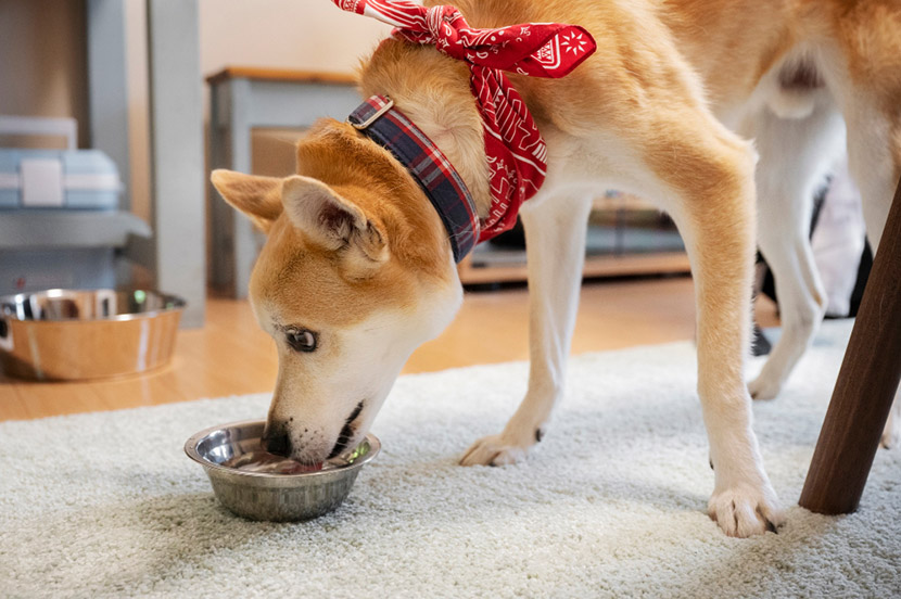 What to Feed a Dog with Diarrhea: A Helpful Guide from Johnson Ranch Animal Clinic