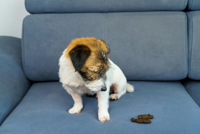 From Poop to Clues: What Your Dog’s Stool Reveals About Their Health