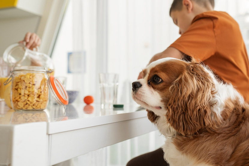 A Pet Owner’s Guide to Food Dangers in Your Home