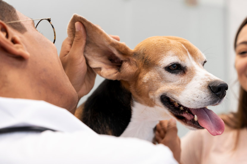 A Year in a Pet’s Life: Why Checkups Cannot Wait Forever
