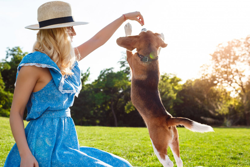 Don’t Let the Heat Catch You Off Guard: A Guide to Preventing Heatstroke in Pets