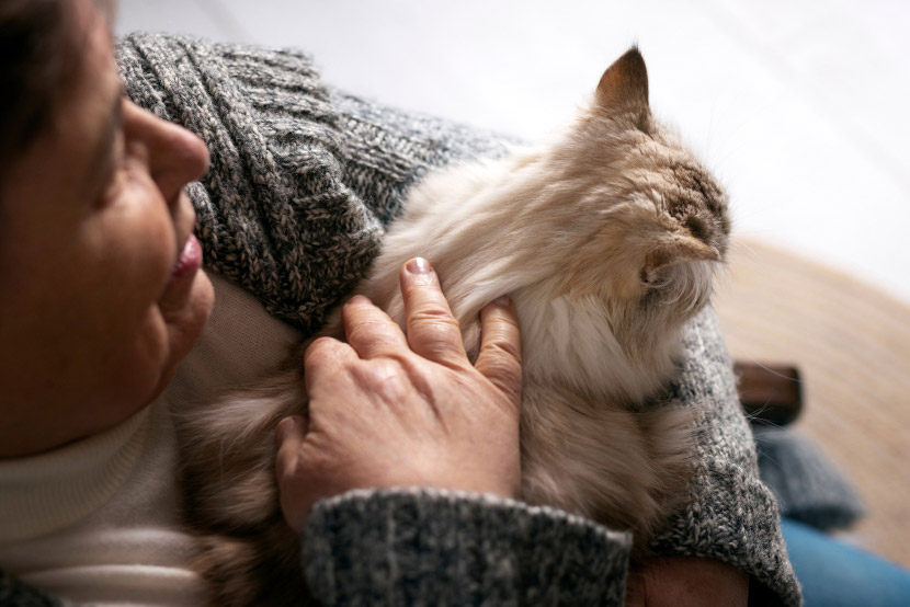 Desert Allergies in Dogs and Cats: What San Tan Valley Pet Owners Should Know