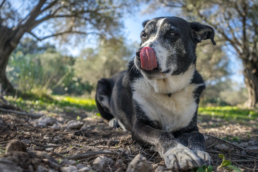 A Slower Step Can Tell A Story: Recognizing Arthritis And Chronic Pain In Pets