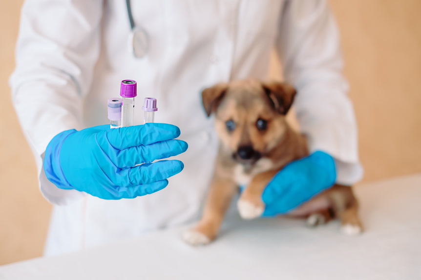 When Does Your Pet Need Bloodwork? A Johnson Ranch Guide for Every Age
