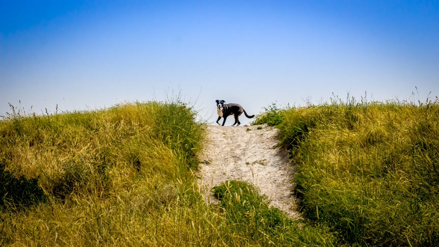 Desert Trails Are Calling: Preparing San Tan Valley Pets for an Active Fall