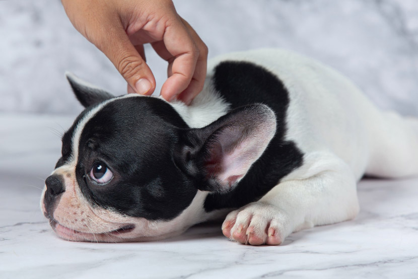 Start Smart, Stay Safe: When to Microchip Your Puppy or Kitten