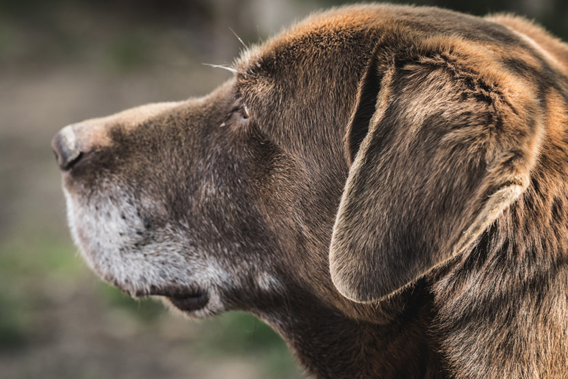 Nutrition Tips to Support Joint Health in Aging Pets