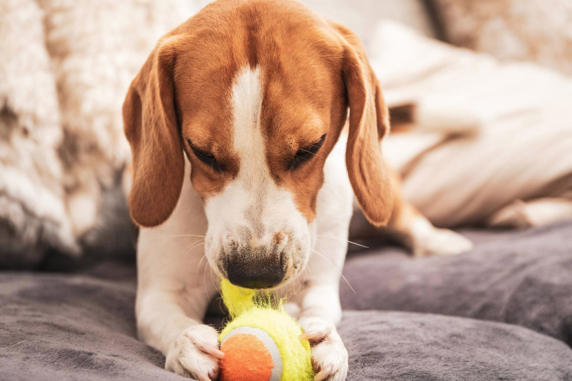 Protecting Your Pet from Swallowing Dangerous Objects
