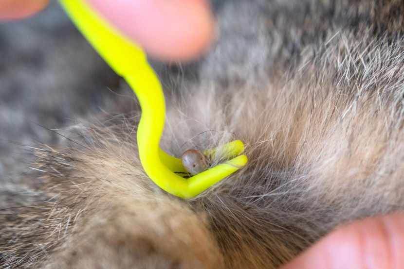 Desert Living Doesn’t Mean Parasite-Free: Fleas, Ticks, Mosquitoes, and Heartworms in San Tan Valley Pets
