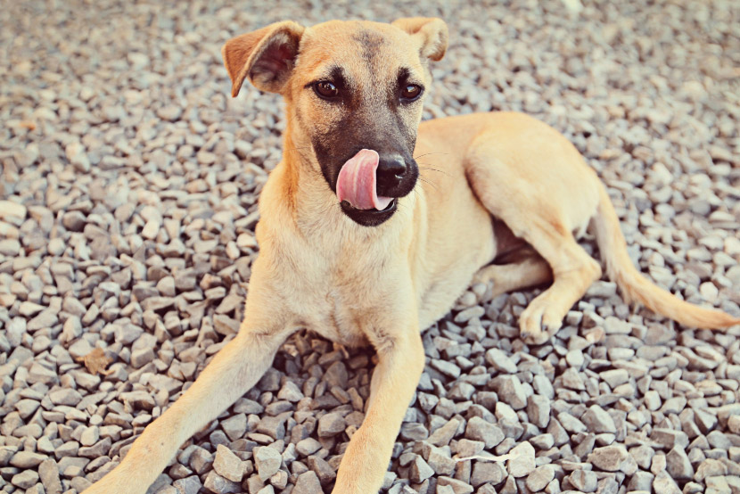 Keeping Johnson Ranch Paws Safe: A Guide to Parvo Awareness