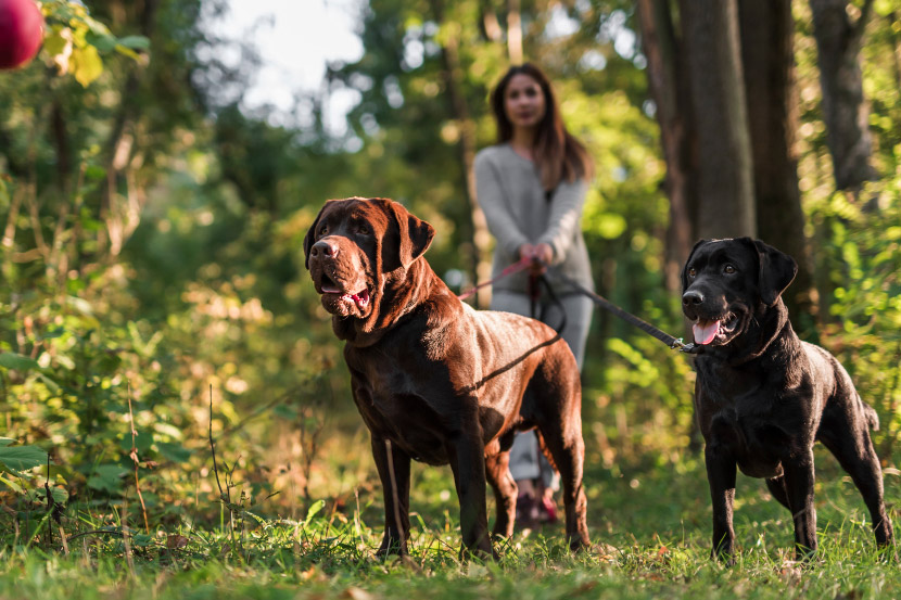 Why Parvo Cases Tend to Rise at Certain Times of Year