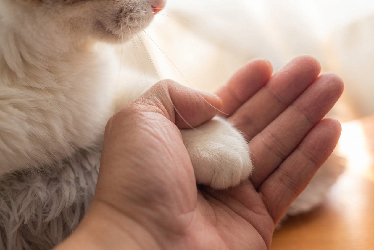 Paw Arthritis