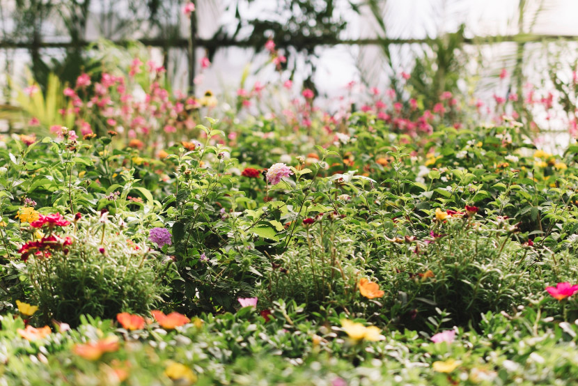 Is Your Garden a Safe Space for Your Pets? What You Need to Know