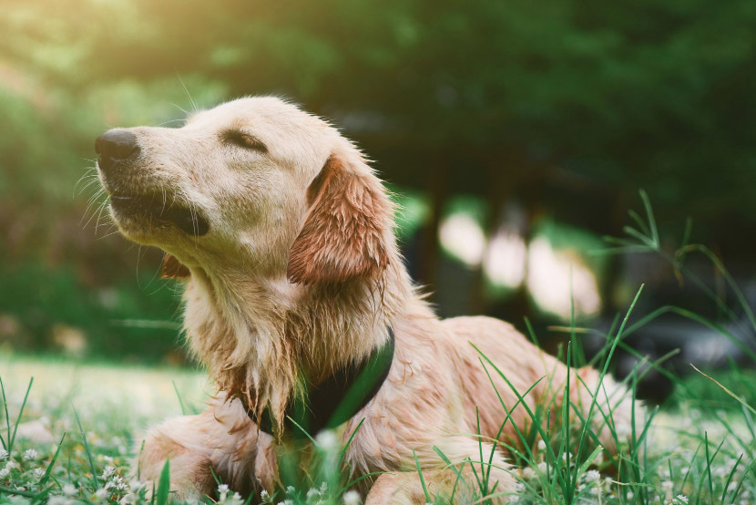 Spring Cleaning With Pets in Mind: Smart Safety Tips for a Healthier Home