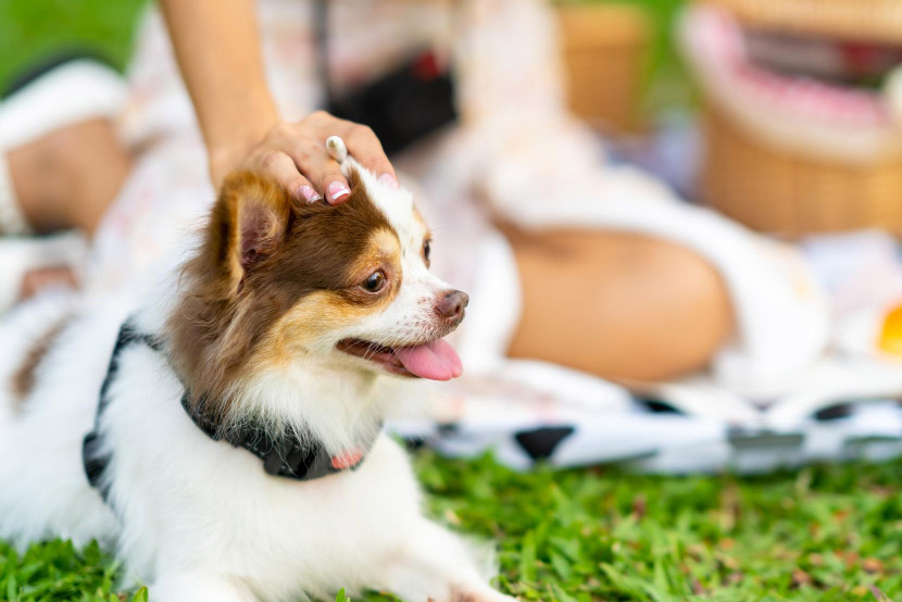 Vacationing with Your Pet This Summer? Here’s How to Make Every Trip a Safe One
