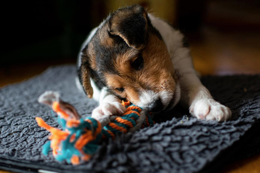 The Truth About Dog Chew Toys: What’s Safe and What’s Not