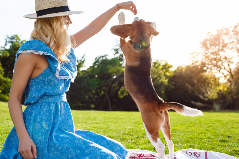 Valley Fever in Pets: Symptoms, Diagnosis, and Treatment for Arizona Dogs and Cats