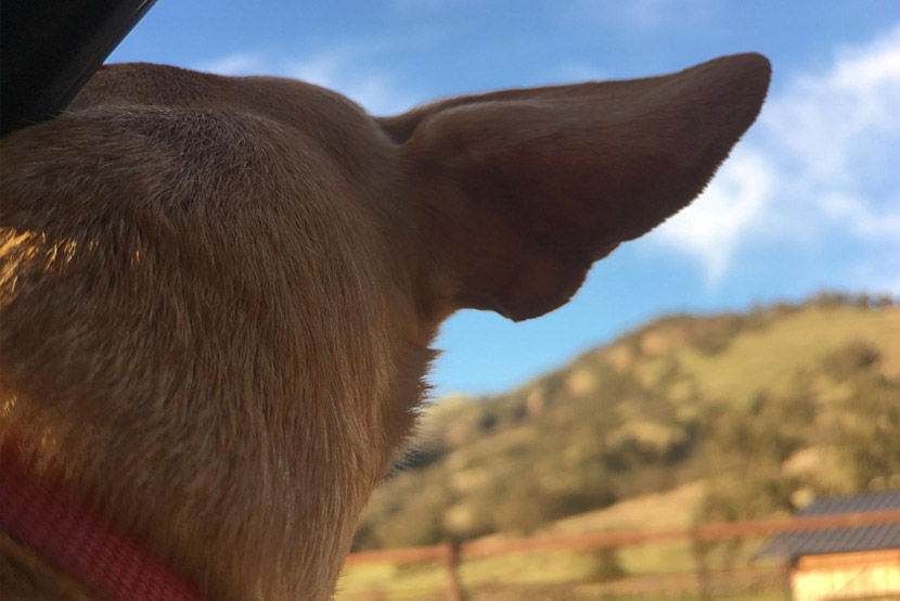 Valley Fever in Arizona Pets: A Guide for Dog and Cat Owners in the Southwest