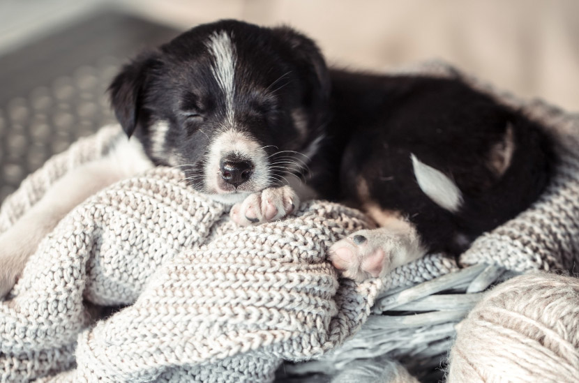 Puppy Vaccination and Wellness Guide